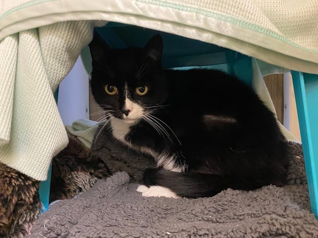 Ruby is a domestic short hair cat. She is 7 years 9 months and was admitted to the centre in January 2022.