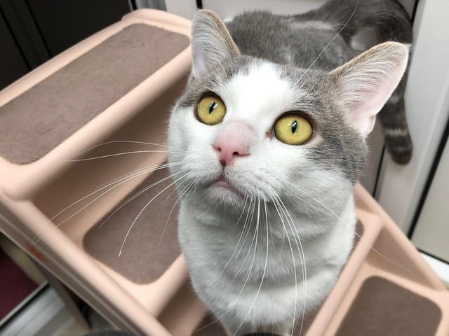 Smudge is a domestic short hair cat. He is 2 years 11 months and was admitted to the centre in March 2021.