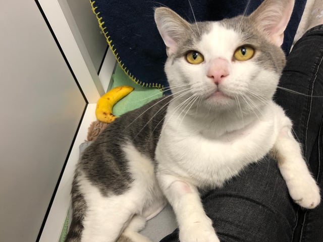 Smudge is a domestic short hair cat. He is 2 years 11 months and was admitted to the centre in March 2021.