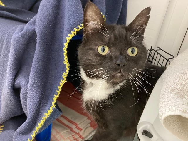Socks is a domestic short hair cat. She is 7 years and was admitted to the centre in March 2022.