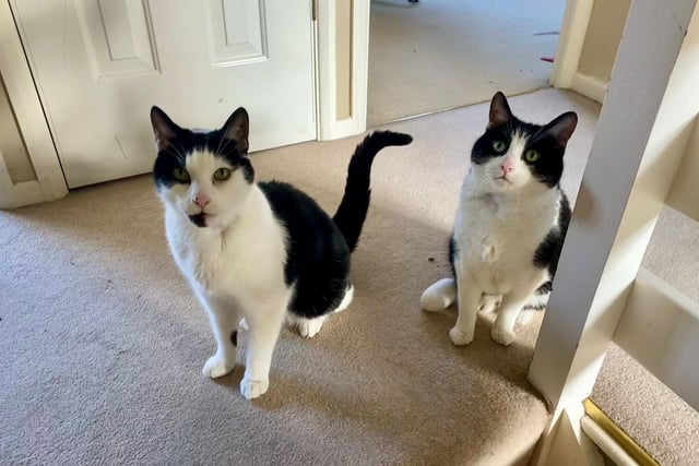 Jasey and Max are domestic short hair cats. They are 11 years 7 months and were admitted to the centre in February 2022.