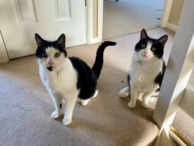 Jasey and Max are domestic short hair cats. They are 11 years 7 months and were admitted to the centre in February 2022.