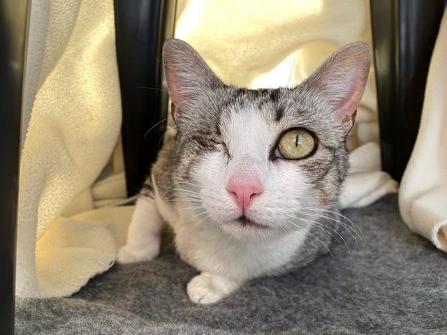 Nell is a domestic short hair cat. She is 3 years 8 months and was admitted to the centre in April 2022.