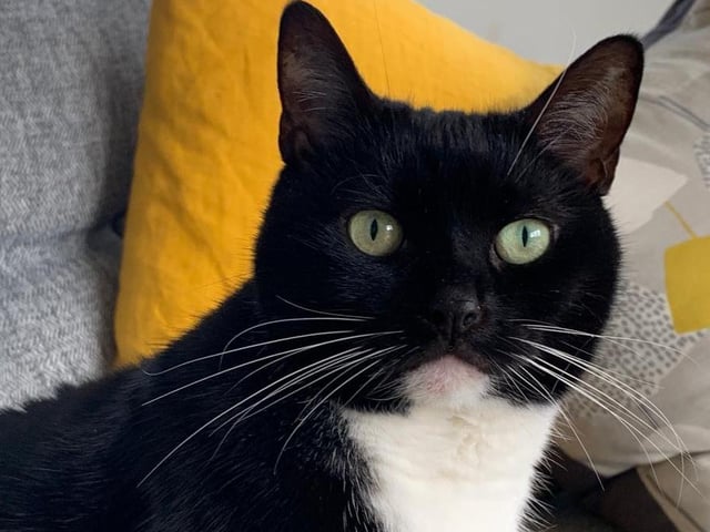 Princess is a domestic short hair cat. She is 9 years 9 months and was admitted to the centre in July 2021.