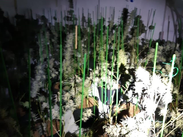 Some of the drugs found by officers