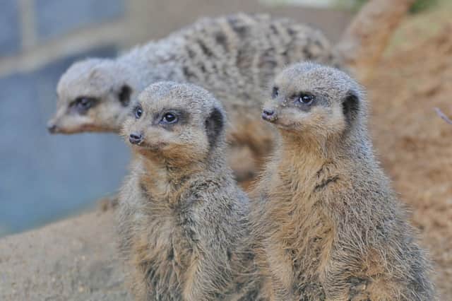 It is the first open day of the year at the Exotic Pet Refuge, a registered charity and home to more than 250 unwanted, abandoned or neglected exotic animals and rescued British wildlife.  The gates are open 10am to 4pm and you can pay on the gate.