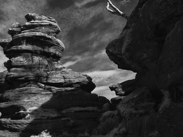 Brimham rocks tree