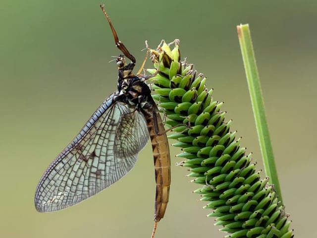 Mayfly