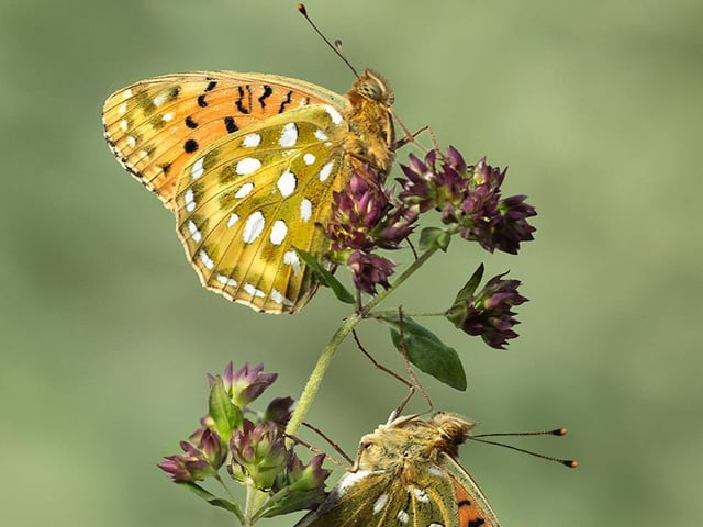 Dark Green Fritillary Male and Female