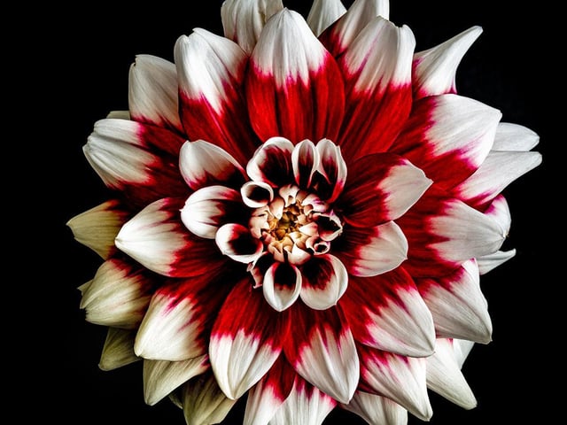 Dahlia Duet