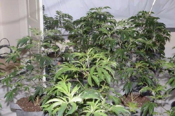 Cannabis found in the raid
