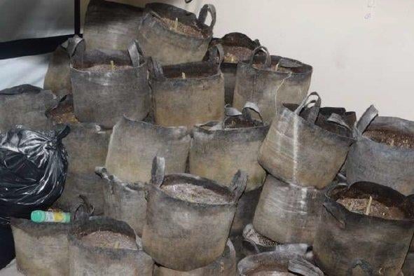 Cannabis found in the raid