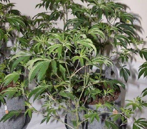 Cannabis found in the raid