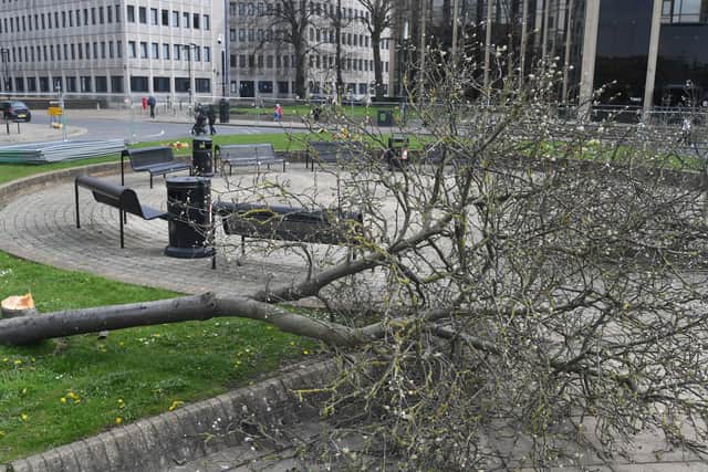 Remains of the trees that have been felled at Laxton Square.