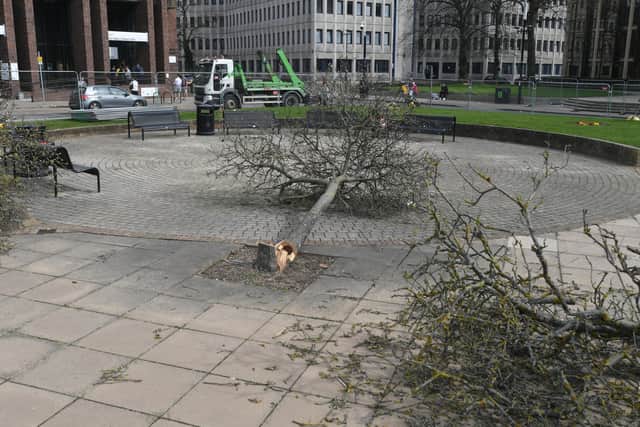 Remains of the trees that have been felled at Laxton Square.