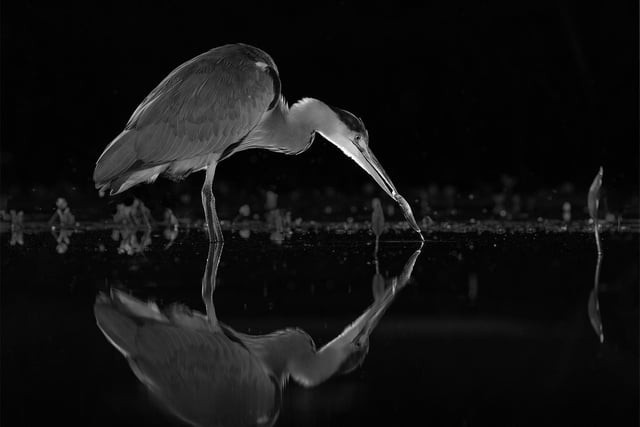 The Peterborough Telegraph's annual Tel Cup winner - as chosen by the Peterbrorugh Telegraph's photographer David Lowndes. Grey Heron Catching Fish was commended in the monochrome category.