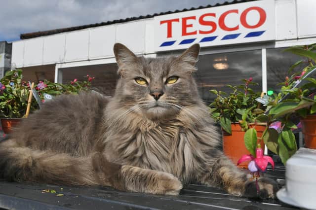 ‘Cat house’ being built outside the entrance of Tesco in Werrington for Frank 'the Tesco Cat’