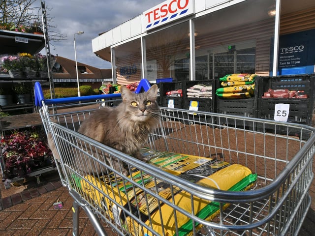 Frank in a shopping trolley outside Tesco.