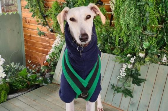 Ghost is a three-year-old Lurcher. She was admitted to Woodgreen in November 2021 and is receiving ongoing support.