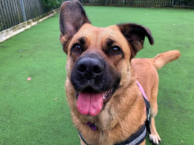 Ari is a five-year-old Crossbreed. She was admitted to Woodgreen in November 2021 and is receiving ongoing support.