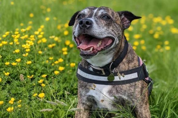 Oscar is a seven-year-old Staffordshire Bull Terrier. He was admitted to Woodgreen in May 2021 and is receiving some support.