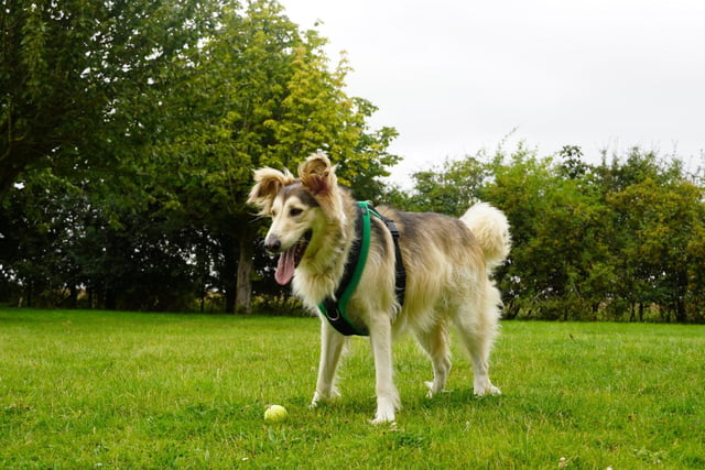 Mally is a five-year-old Crossbreed. He was admitted to Woodgreen in November 2021 and is receiving ongoing support.