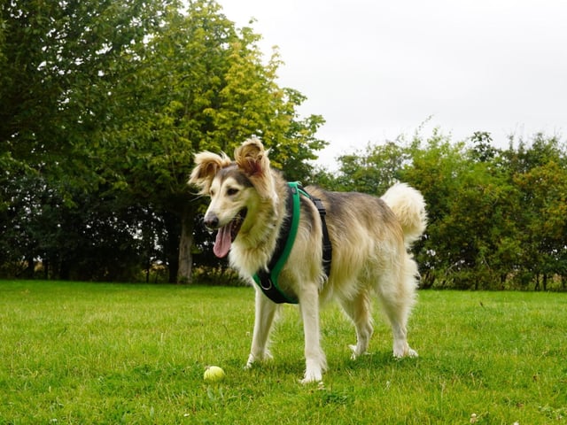 Mally is a five-year-old Crossbreed. He was admitted to Woodgreen in November 2021 and is receiving ongoing support.