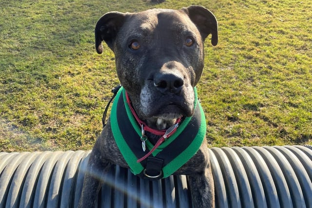 Chester is an eight-year-old Mastiff cross. He was admitted to Woodgreen in November 2021 and is receiving ongoing support.