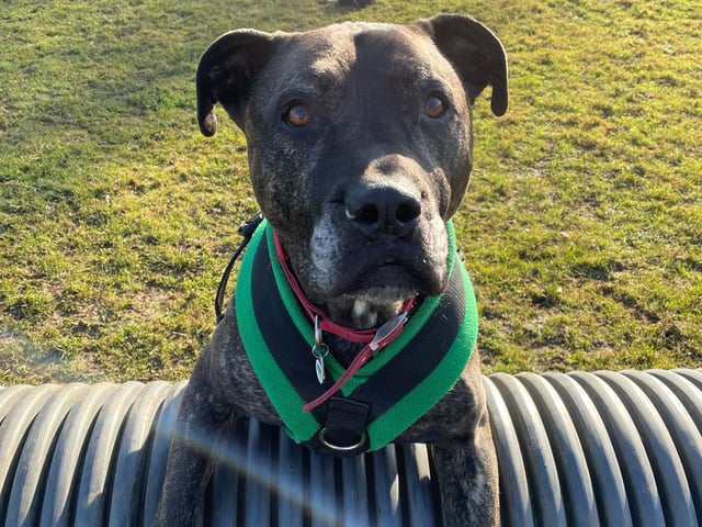 Chester is an eight-year-old Mastiff cross. He was admitted to Woodgreen in November 2021 and is receiving ongoing support.
