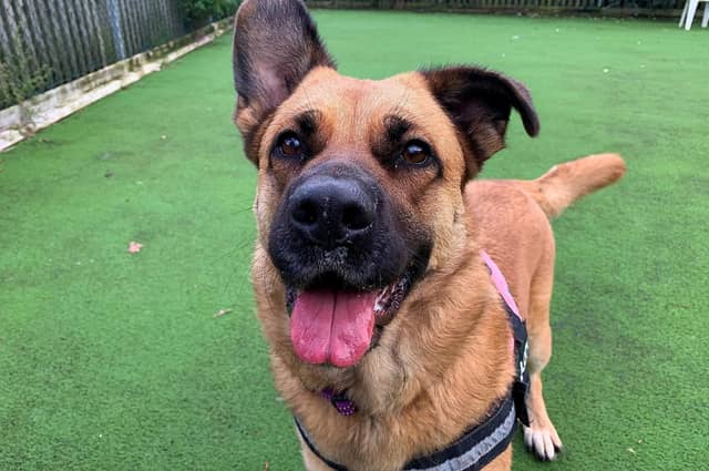 10 dogs looking for homes in Peterbrorugh