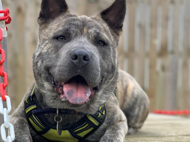 Tokyo is a two-year-old crossbreed. She was admitted to Woodgreen in March 2021 and is receiving extensive support.
