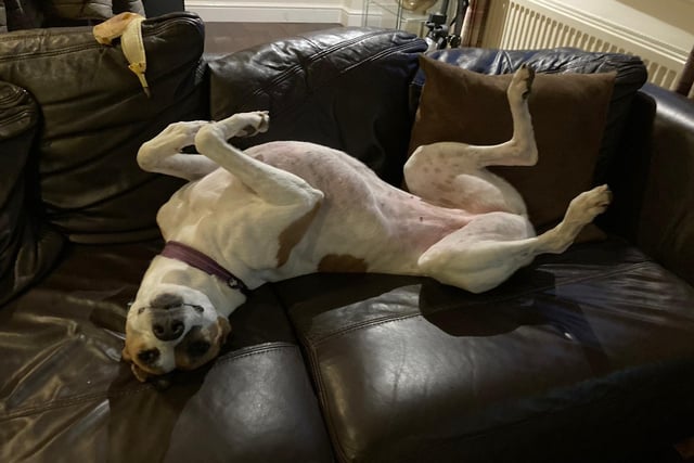 Bella is a six-year-old Lurcher. She was admitted to Woodgreen April 2021 and is receiving ongoing support.