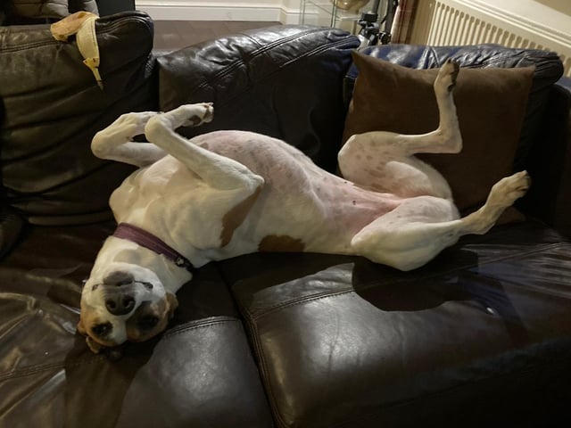 Bella is a six-year-old Lurcher. She was admitted to Woodgreen April 2021 and is receiving ongoing support.