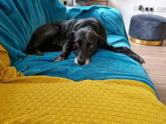Oreo is an eight-year-old Crossbreed. She was admitted to Woodgreen in July 2021  and is receiving ongoing support.