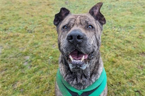 Daisy is a five-year-old Shar-Pei cross. She was admitted to Woodgreen in December 2021 and is receiving ongoing support.
