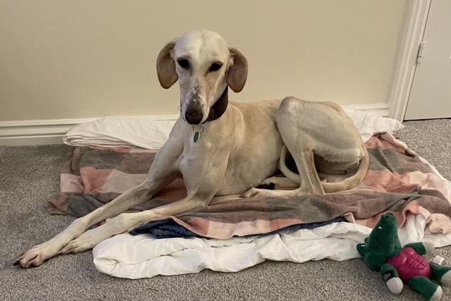Cassie is a two-year-old Lurcher. She was admitted to Woodgreen in November 2021 and is receiving ongoing support.