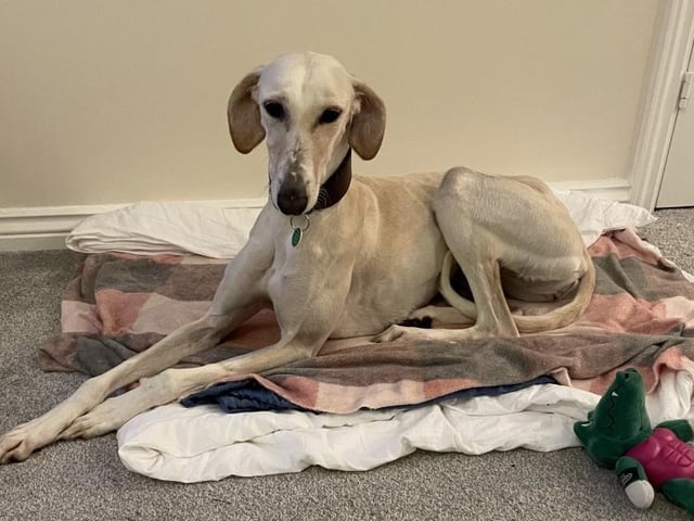 Cassie is a two-year-old Lurcher. She was admitted to Woodgreen in November 2021 and is receiving ongoing support.