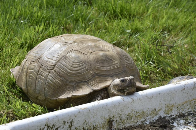 Open day at the Exotic Pets Refuge at Deeping St James. Giant tortoise EMN-220417-131505009