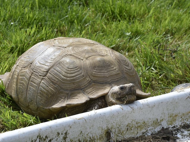 Open day at the Exotic Pets Refuge at Deeping St James. Giant tortoise EMN-220417-131505009