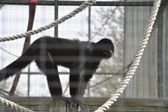 Open day at the Exotic Pets Refuge at Deeping St James. Spider monkey EMN-220417-131516009