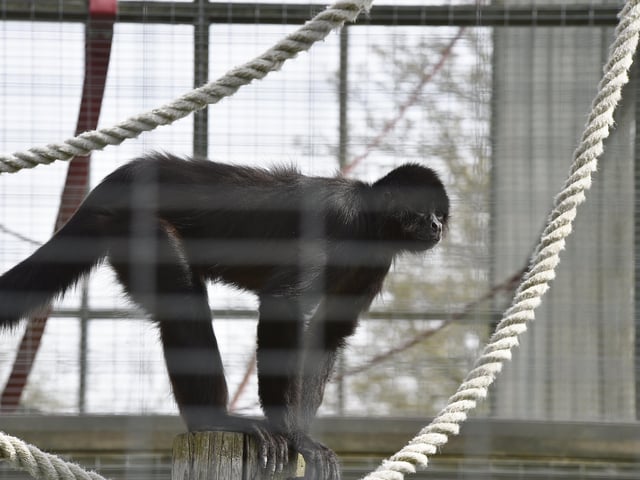 Open day at the Exotic Pets Refuge at Deeping St James. Spider monkey EMN-220417-131516009