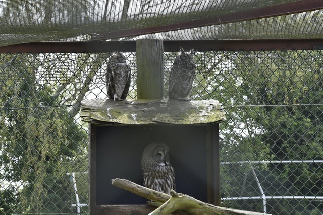 Open day at the Exotic Pets Refuge at Deeping St James. Some of the owls. EMN-220417-131432009