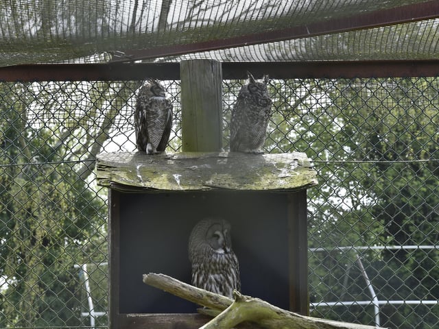 Open day at the Exotic Pets Refuge at Deeping St James. Some of the owls. EMN-220417-131432009