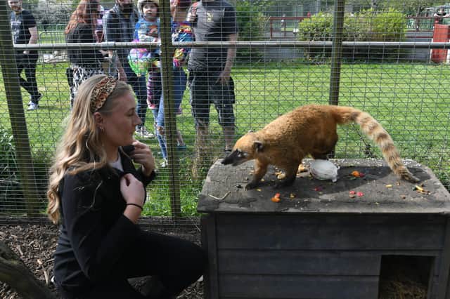 Open day at the Exotic Pets Refuge at Deeping St James. Olivia Gale with a coatimundi EMN-220417-131347009