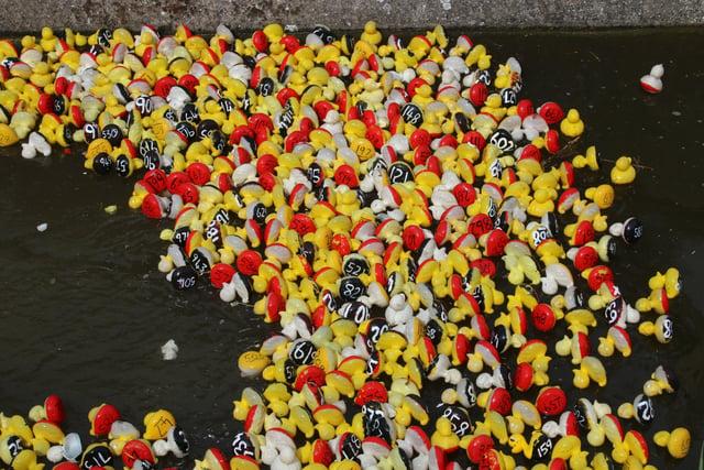 The 1000 ducks during the race.