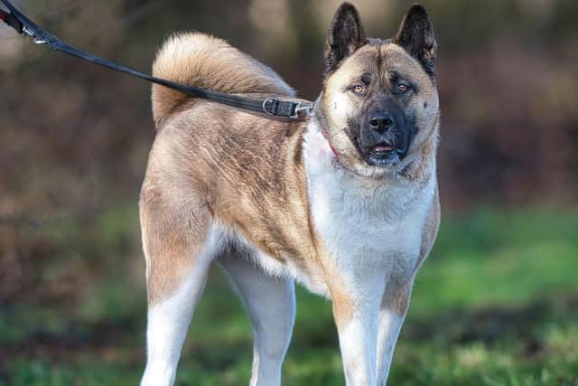 The RSPCA has launched a special appeal to rehome a previously abandoned dog in its care who has had zero adoption viewings in over 150 days.
