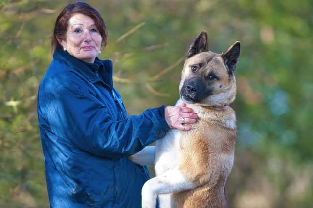 Skye - the three-year-old Japanese Akita - with animal care assistant at Block Fen Animal Centre Vanessa Gautrey.