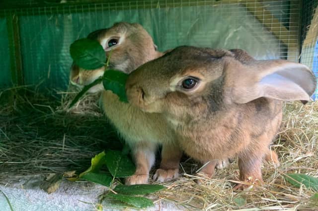 20 pets in animal charity Woodgreen's care near Peterborough in need of new homes.