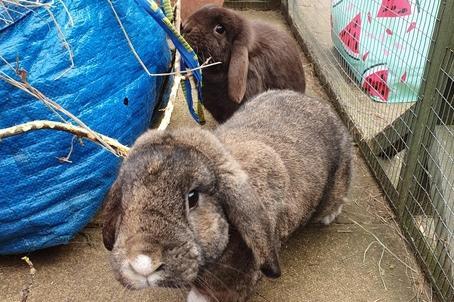 Buttercup and Tiddles are two years four months and two years ten months old respectively. They are female dwarf lop rabbits admitted to Woodgreen in September 2020.