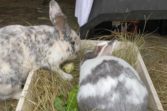 Larry and Buttons are two years two months and three years eight months old respectively. They are male crossbreed rabbits admitted to Woodgreen in June 2021.